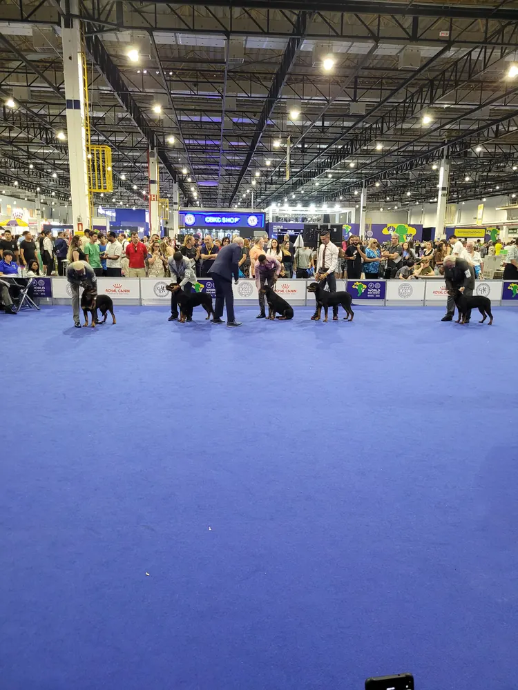 Rottweilers alinhados no ringue de julgamento