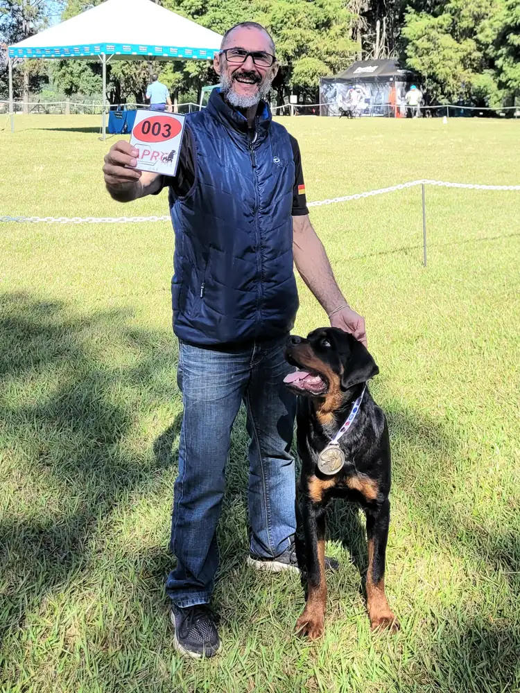 Apresentação de Rottweiler no ringue, com número de inscrição
