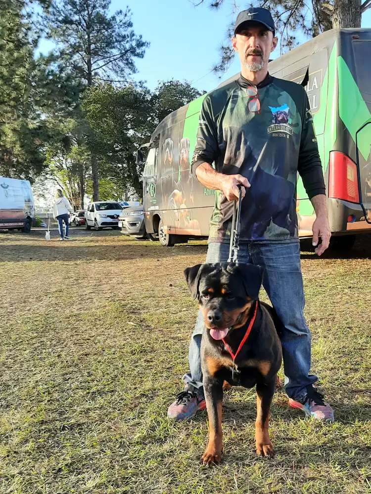 Rottweiler Von Beretta em pose de exposição