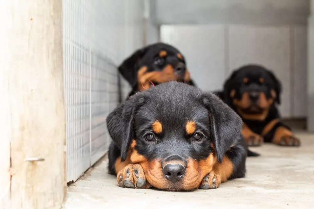 Filhote de Rottweiler Von Beretta deitado, de frente