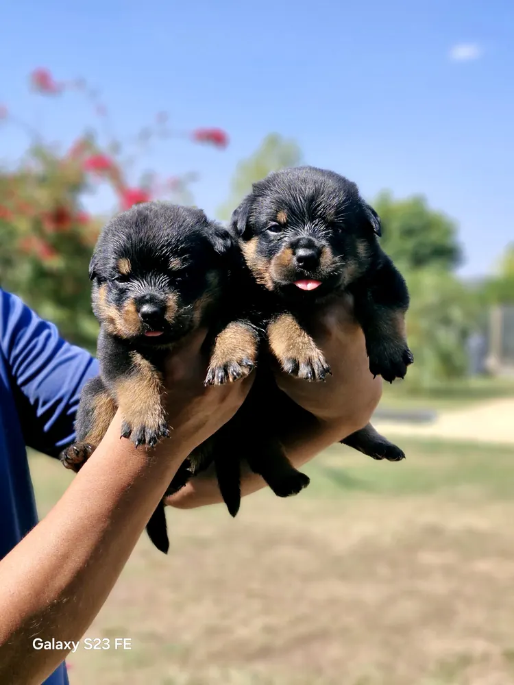 Dois filhotes de Rottweiler no colo, ao ar livre
