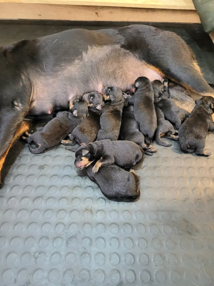 Fêmea Rottweiler amamentando a ninhada